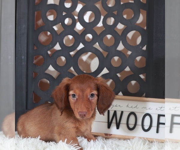 Medium Photo #3 Dachshund Puppy For Sale in MOUNT VERNON, OH, USA