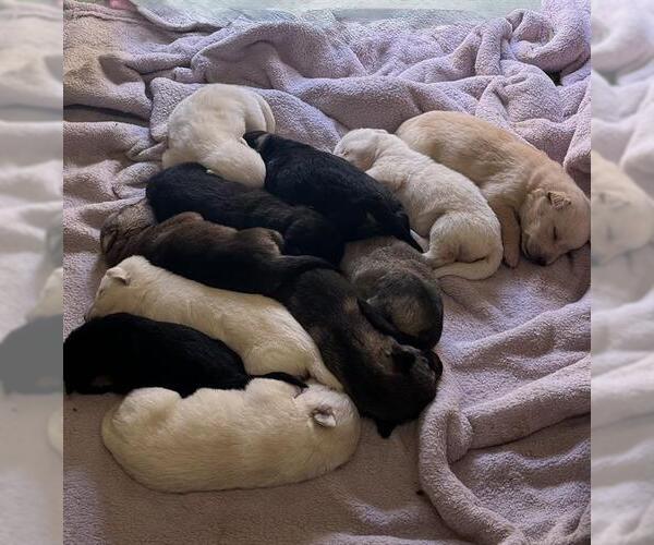 Medium Photo #1 German Shepherd Dog-Unknown Mix Puppy For Sale in Riverside, CA, USA