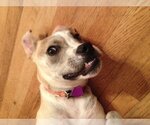 Small Photo #19 Bulldog-Labrador Retriever Mix Puppy For Sale in Rockaway, NJ, USA