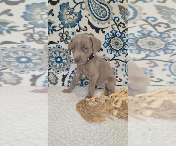 Medium Photo #1 Weimaraner Puppy For Sale in LEWISBURG, KY, USA