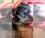 Small Photo #12 Yorkshire Terrier Puppy For Sale in ARLINGTON, TX, USA