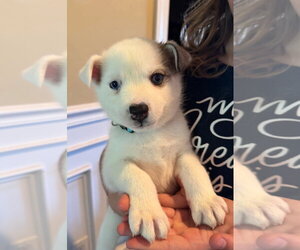 Siberian Husky Dogs for adoption in Matawan, NJ, USA