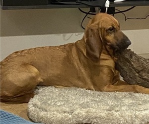 Mother of the Bloodhound puppies born on 05/30/2023