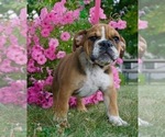Puppy 1 Beagle-English Bulldog Mix