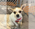 Small #4 Chihuahua
