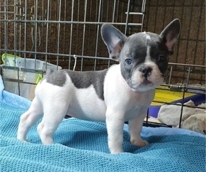 French Bulldog Puppy for sale in BRADENTON, FL, USA