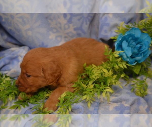 Medium Photo #4 Golden Retriever Puppy For Sale in GREENWOOD, WI, USA
