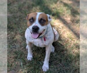 Laverne - Female American Staffordshire Terrier-Boxer Mix Dog for Adoption - Photo #6