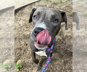 Mutt Dogs for adoption in Sacramento, CA, USA