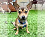 Small Photo #4 Mutt Puppy For Sale in Corona, CA, USA