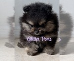 Image preview for Ad Listing. Nickname: Litter of 3