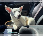 Small #3 Australian Shepherd Mix