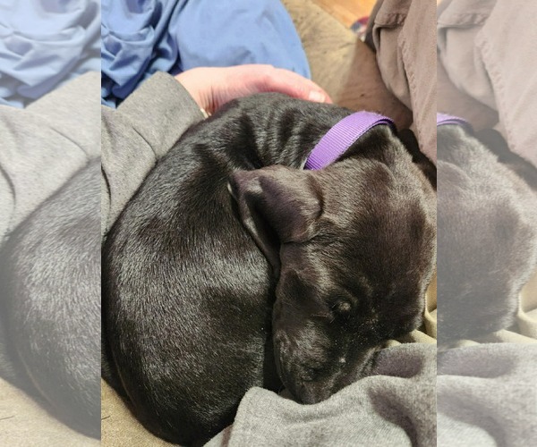 Medium Photo #3 Labrador Retriever-Treeing Walker Coonhound Mix Puppy For Sale in Duluth, MN, USA