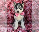 Small Photo #1 Siberian Husky Puppy For Sale in KIRKWOOD, PA, USA