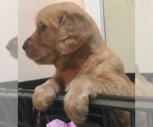 Golden Retriever Puppy for sale in SANTA ANA, CA, USA
