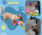 Small Pembroke Welsh Corgi Mix