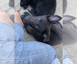 German Shepherd Dog Puppy for sale in CORINTH, KY, USA