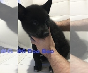 American Eskimo Dog-German Shepherd Dog Mix Puppy for sale in AURORA, CO, USA