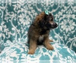 Small Photo #5 Aussiedoodle Miniature  Puppy For Sale in LAKELAND, FL, USA