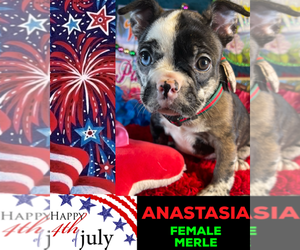 French Bulldog Puppy for sale in HEATHROW, FL, USA