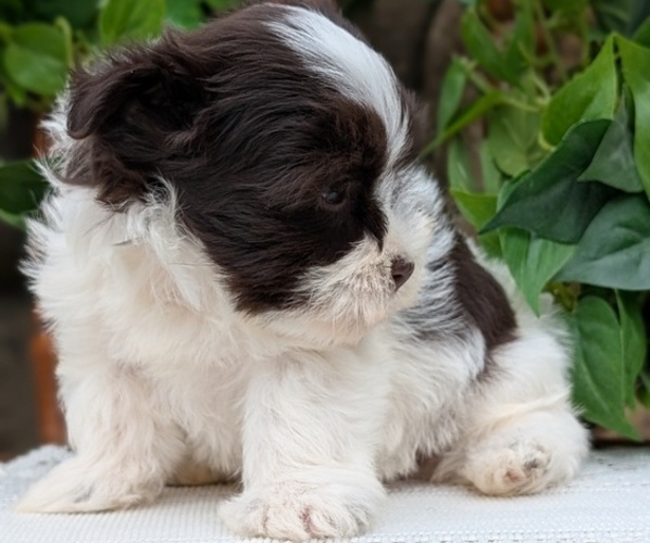 Medium Photo #73 Havanese Puppy For Sale in GOSHEN, IN, USA