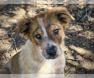 Australian Shepherd-Unknown Mix Dogs for adoption in Chama, NM, USA
