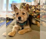 Small #1 Cairn Terrier