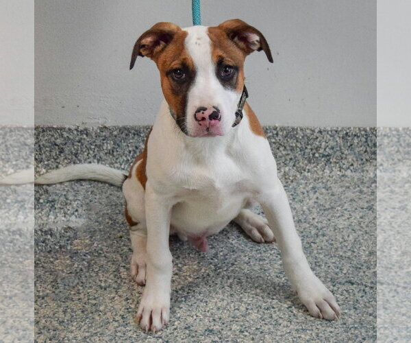 Medium Photo #4 American Staffordshire Terrier-Boxer Mix Puppy For Sale in Huntley, IL, USA