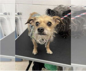 Barry - Male Cairn Terrier-Unknown Mix Dog for Adoption - Photo #11