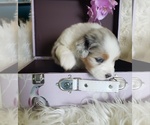 Small #17 Australian Shepherd