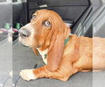 Small #2 Basset Hound
