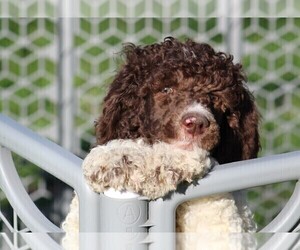 Poodle (Standard) Puppy for Sale in LINDEN, Tennessee USA