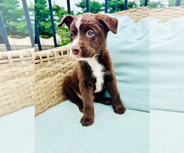 Medium Photo #7 Collie-Labrador Retriever Mix Puppy For Sale in St. Louis Park, MN, USA