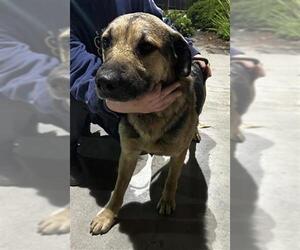 German Shepherd Dog-Unknown Mix Dogs for adoption in Camarillo, CA, USA