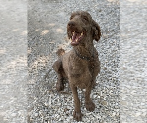 Poodle (Standard) Puppy for sale in BENTON, IL, USA