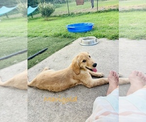 Medium Golden Retriever