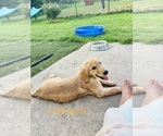 Puppy Marigold Golden Retriever