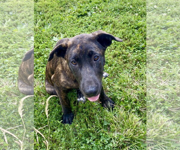 Medium Photo #2 Labrador Retriever-Unknown Mix Puppy For Sale in Hillsboro, MO, USA