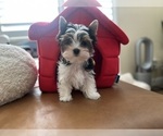 Puppy Giorgio Yorkshire Terrier