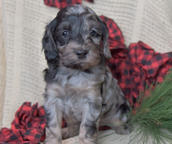Medium Photo #1 Cockapoo Puppy For Sale in PENN YAN, NY, USA