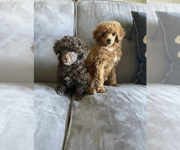 Medium Photo #8 Poodle (Toy) Puppy For Sale in HAYWARD, CA, USA