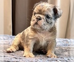 Small #4 English Bulldog