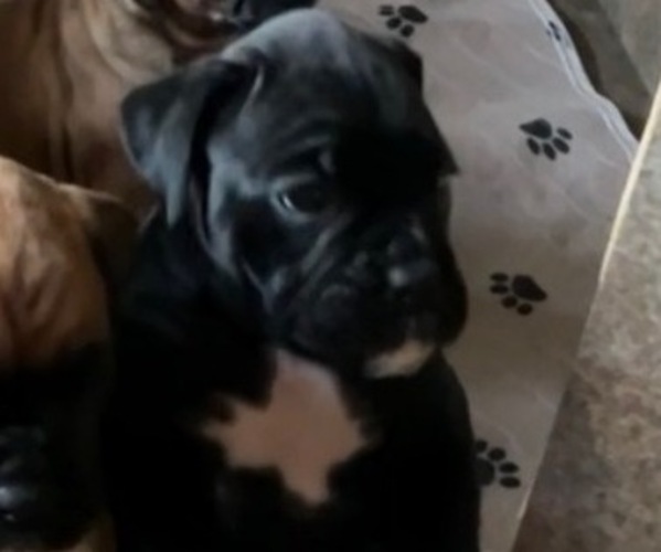 Medium Photo #5 Boxer Puppy For Sale in LIMA, OH, USA