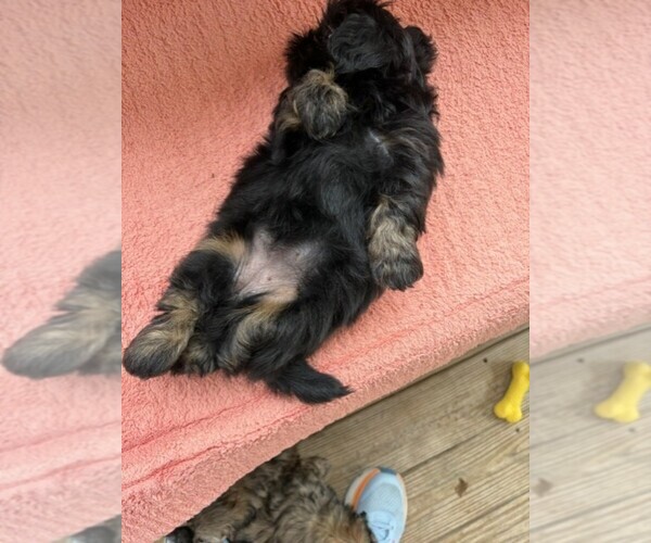 Medium Photo #5 Shih Tzu Puppy For Sale in S ZANESVILLE, OH, USA