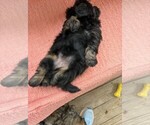 Small #4 Shih Tzu
