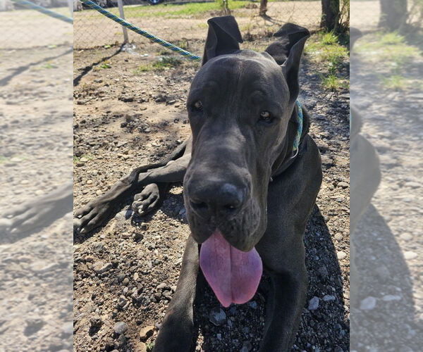 Medium Photo #1 Great Dane Puppy For Sale in Vail, AZ, USA