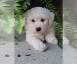 Small Photo #3 Bichon Frise Puppy For Sale in MANES, MO, USA