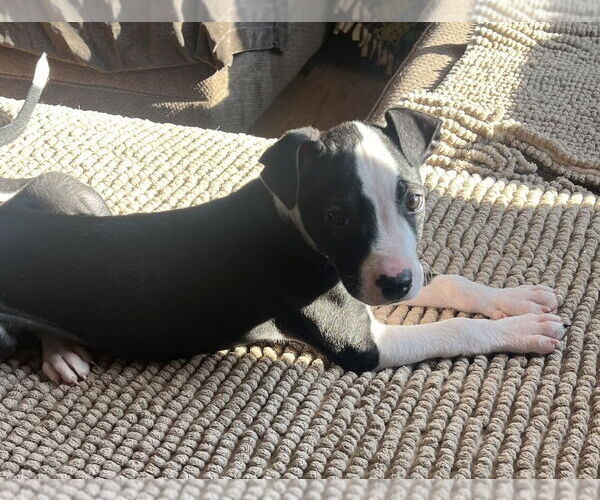 Medium Photo #4 Labrador Retriever-Unknown Mix Puppy For Sale in Brewster, NY, USA