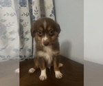 Small #1 Miniature Australian Shepherd