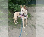 Small #2 Labrador Retriever Mix